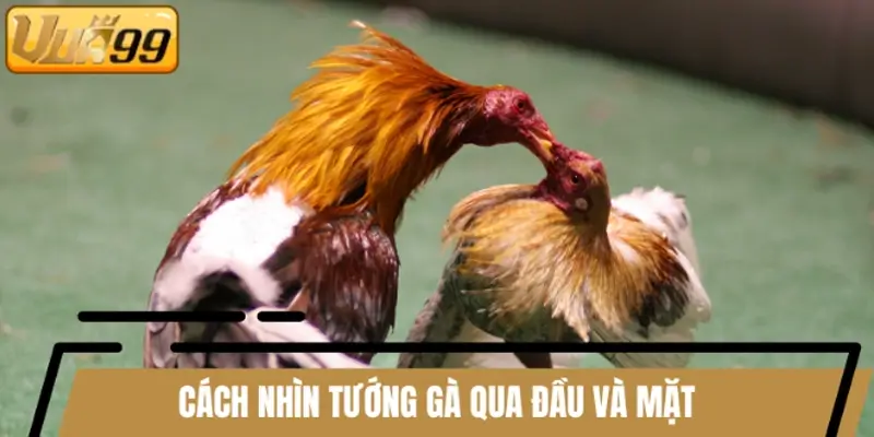 Cách nhìn tướng gà để đánh giá khả năng ra đòn qua đầu và mặt