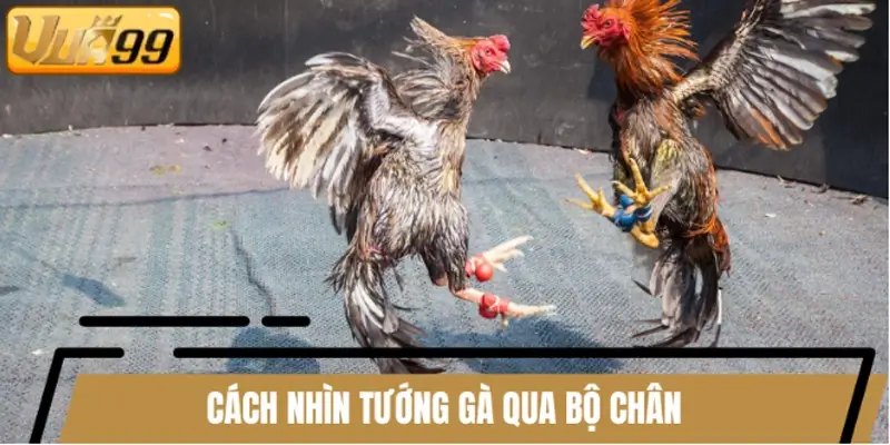 Cách nhìn tướng gà qua bộ chân