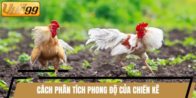 Cách phân tích phong độ của chiến kê trước giờ xuất trận