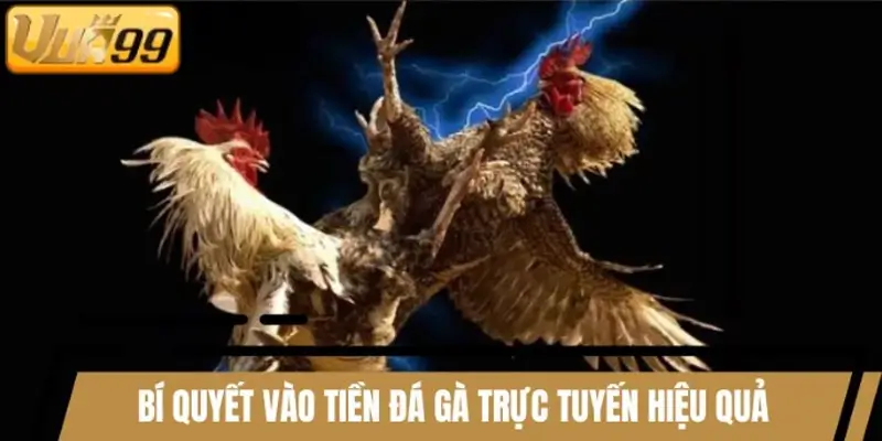Chia sẻ bí quyết vào tiền đá gà trực tuyến hiệu quả