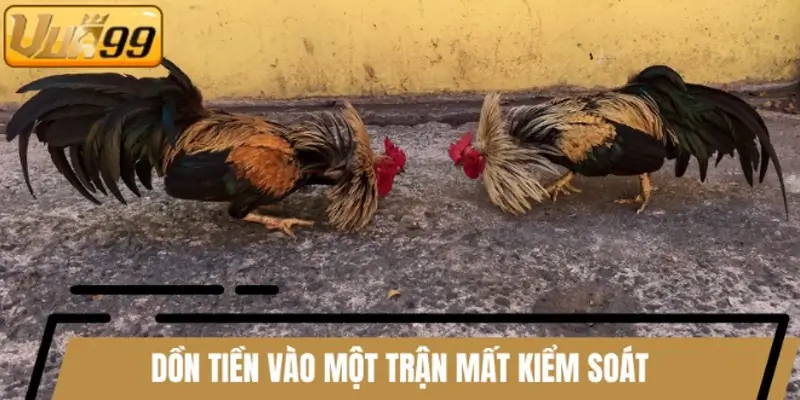 Dồn tiền vào một trận khiến bạn thua khi theo đá gà Online