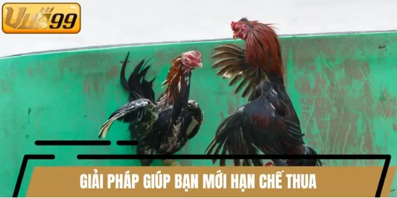 Một số giải pháp an toàn giúp kê thủ tránh gặp rủi ro