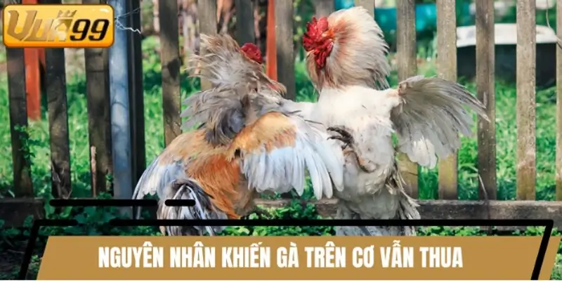 Một số nguyên nhân khiến gà trên cơ vẫn thua
