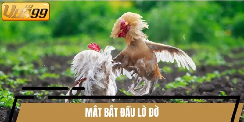 Nếu mắt bắt đầu lờ đờ, khả năng cao gà trên cơ vẫn thua