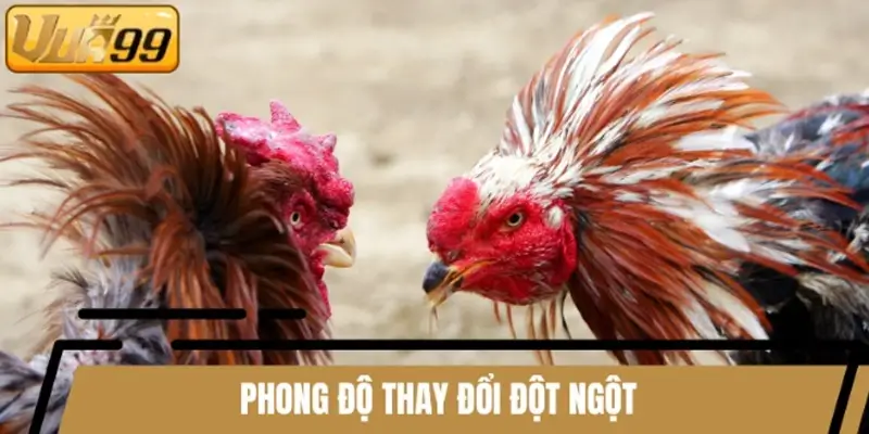 Phong độ là dấu hiệu rõ nhất cho trận đá gà có thể lật kèo