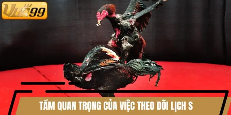 Tầm quan trọng của việc theo dõi lịch sử kết quả đá gà