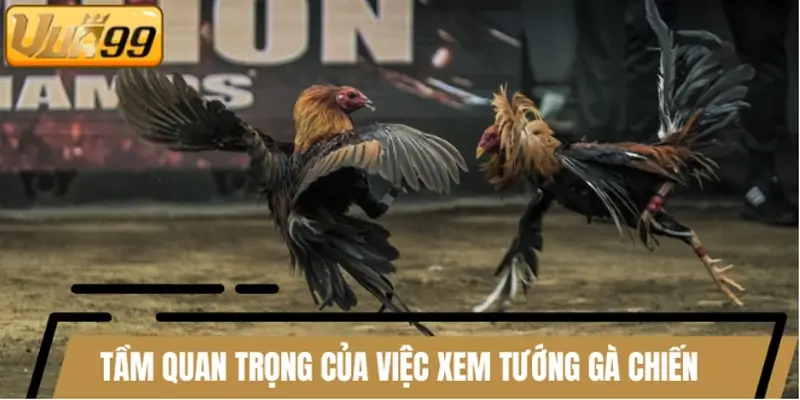 Tầm quan trọng của việc xem tướng trong chọn gà chiến