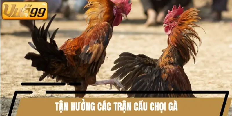 Tận hưởng các trận cầu chọi gà với tính năng hiện đại